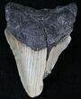 Bargain Megalodon Tooth - North Carolina #21704-1